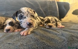 Great Dane dogs for sale: Outstanding litter of Great Danes  - Image 12