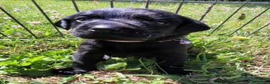 Labrador Retriever 4