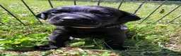 Labrador Retriever dogs for sale: KC Reg Black Labrador Puppies – Ready soon!! - Advert 22