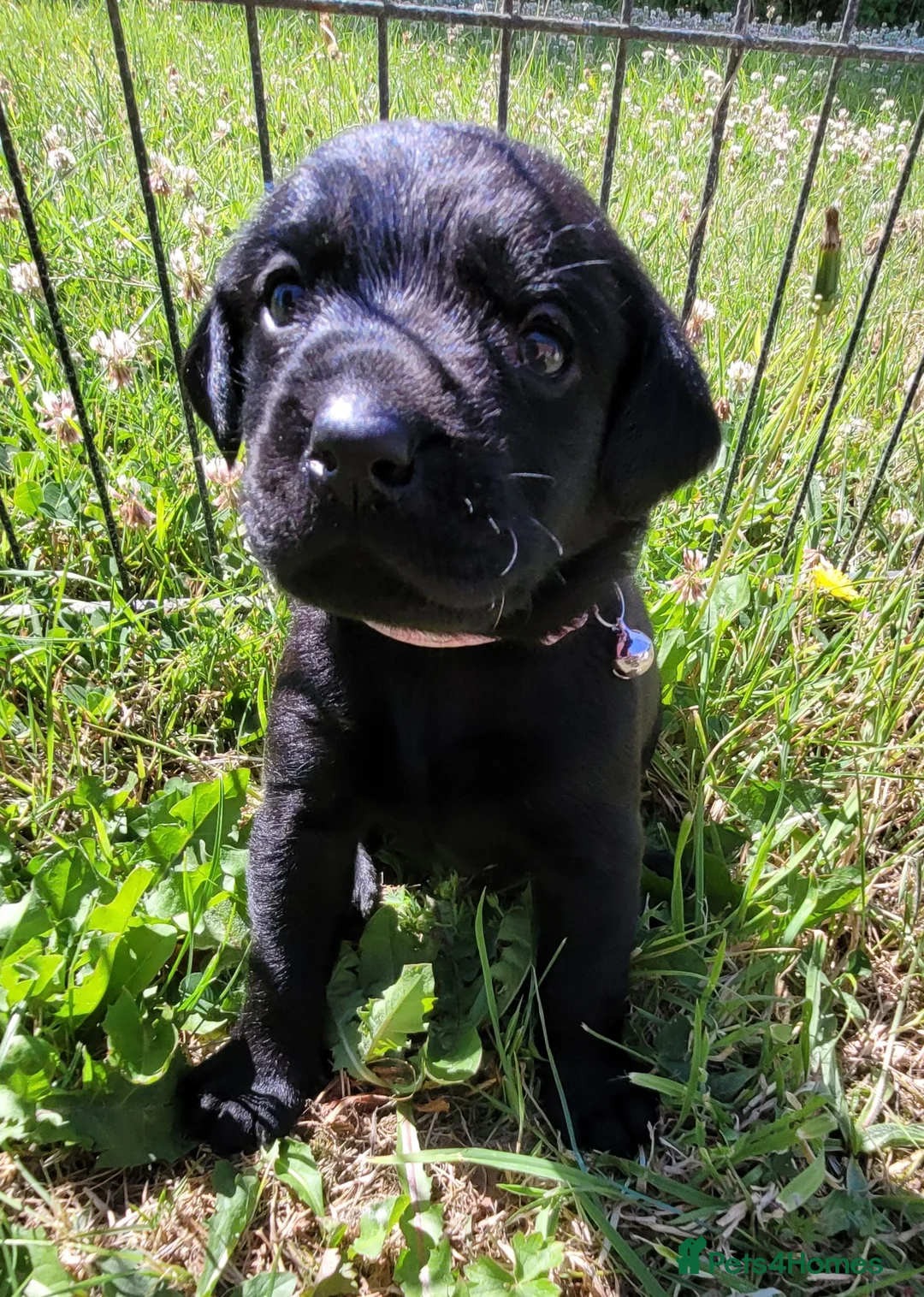 Labrador Retriever dogs for sale: KC Reg Black Labrador Puppies – Ready soon!! - Advert 22