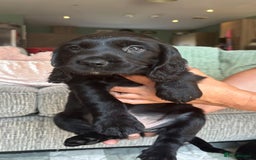 Sprocker dogs for sale: Sprocker spaniel puppies ready now - Image 11