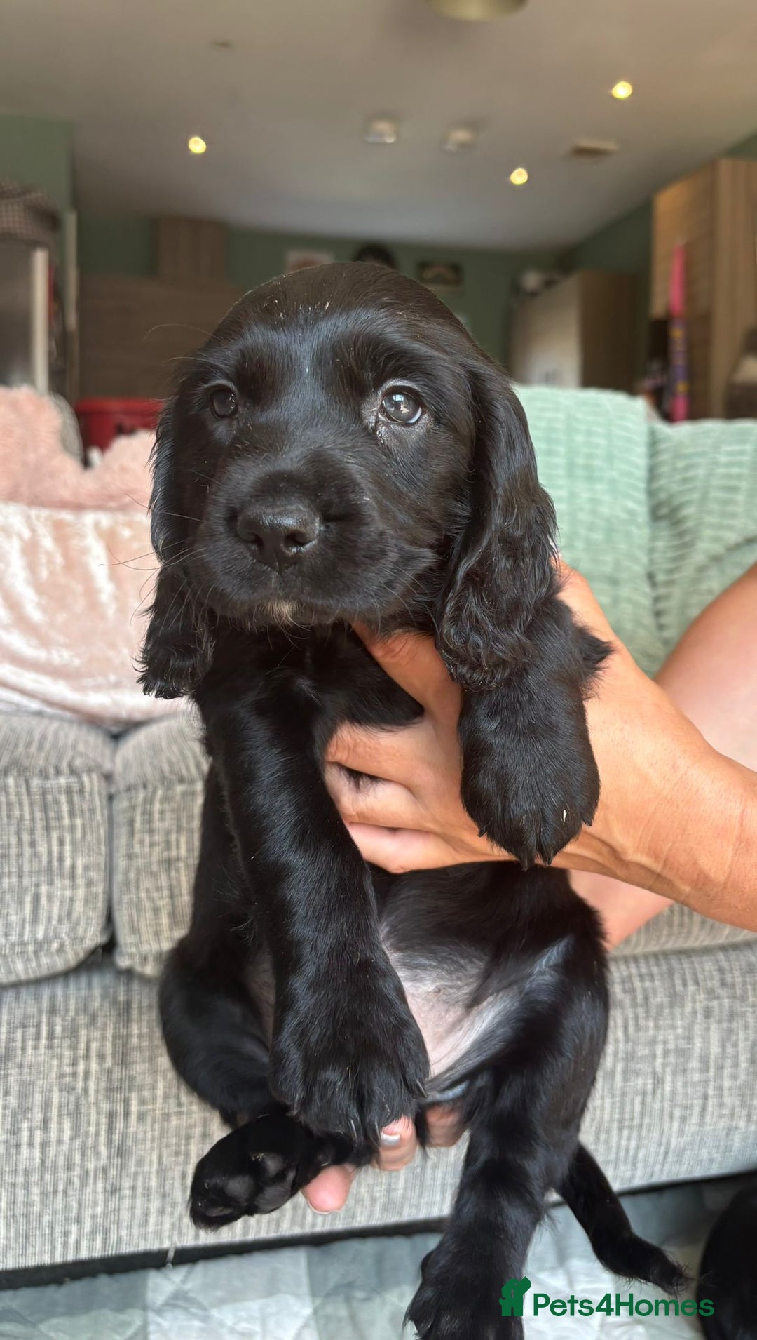 Sprocker dogs for sale: Sprocker spaniel puppies ready now - Image 11