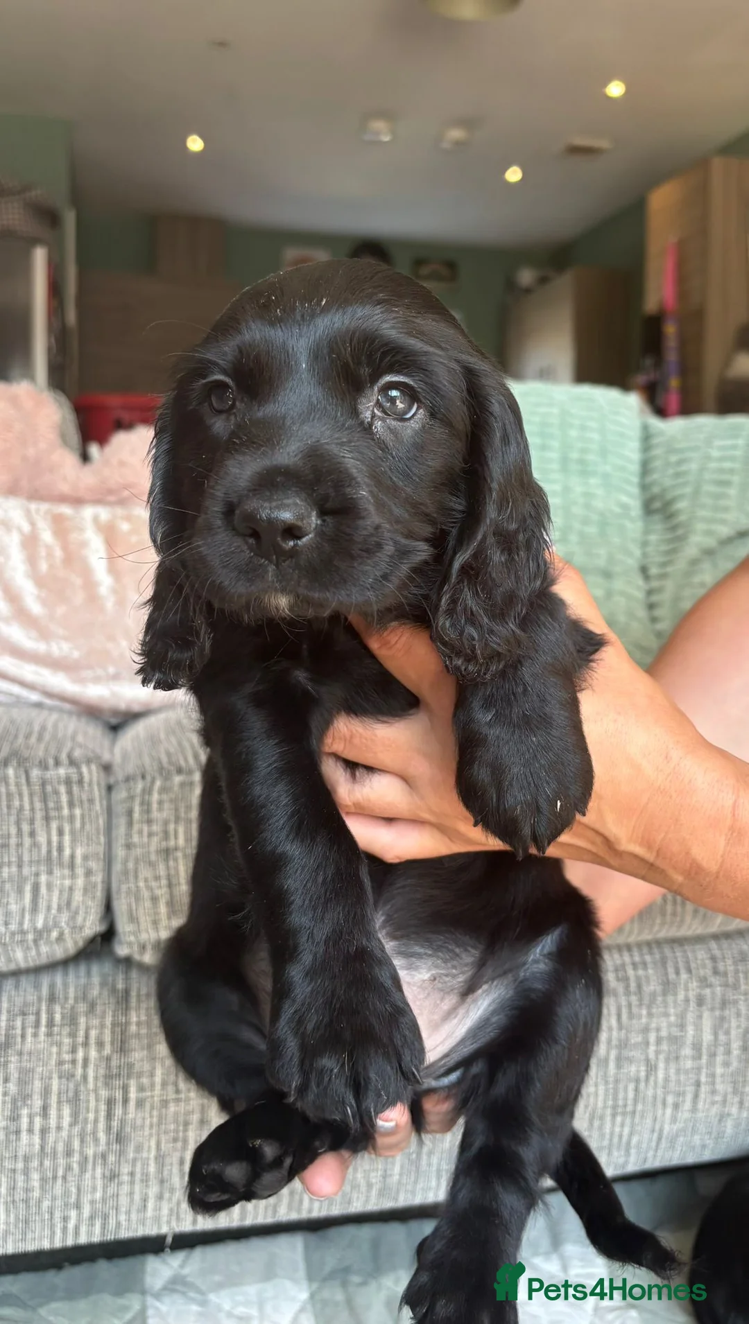 Sprocker dogs for sale: REDCUED Sprocker spaniel puppies ready now - Advert 11