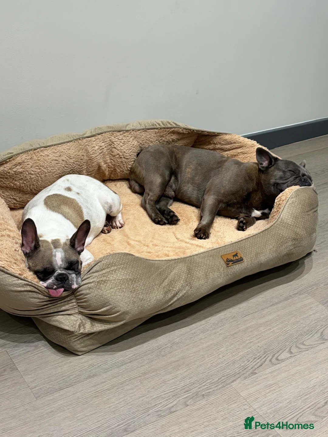 French Bulldog dogs for sale: French bulldog  in Great Yarmouth - Advert 1