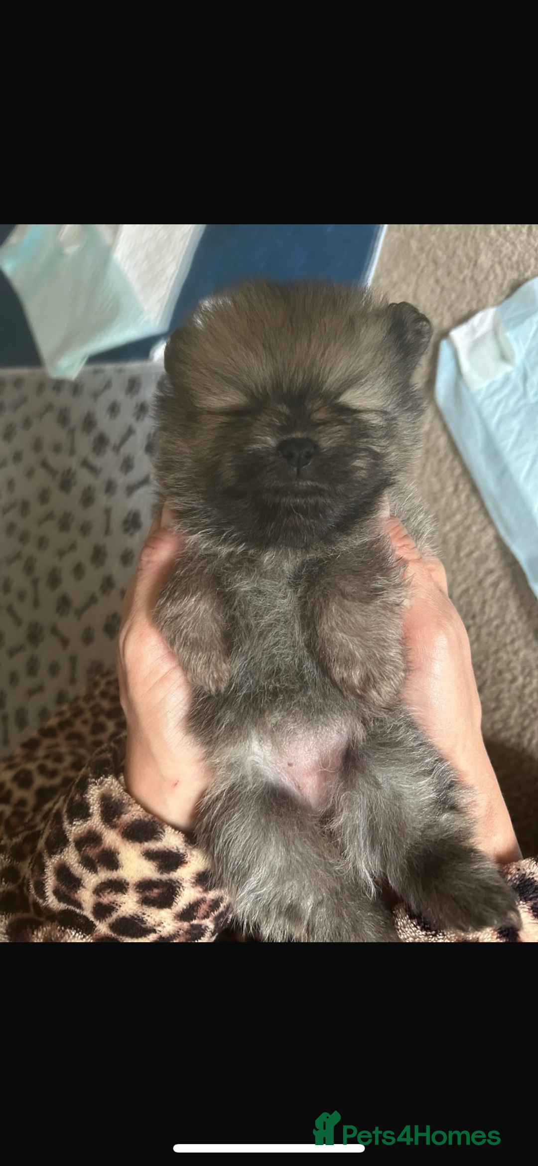 Pomeranian dogs for sale: KC Reg 5⭐️Poms champions & Russian bloodline  - Advert 32