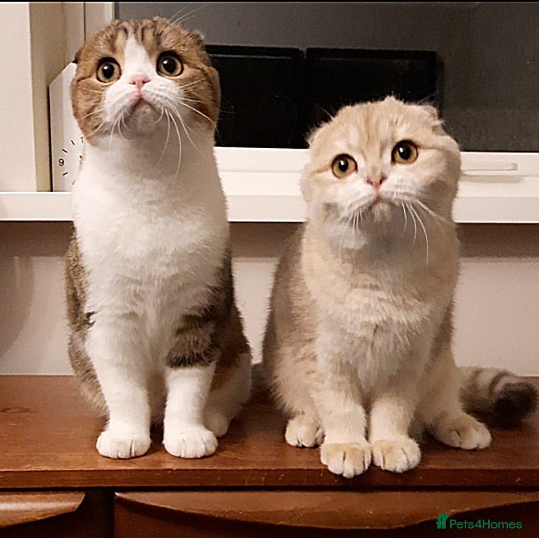 Scottish Fold cats for sale: TICA Reg: Scottish Fold Neutered Girl Kittens - Advert 2