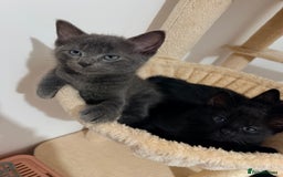 Siamese cats for sale: 🐾Half Siamese kittens for sale🐾 - Image 1