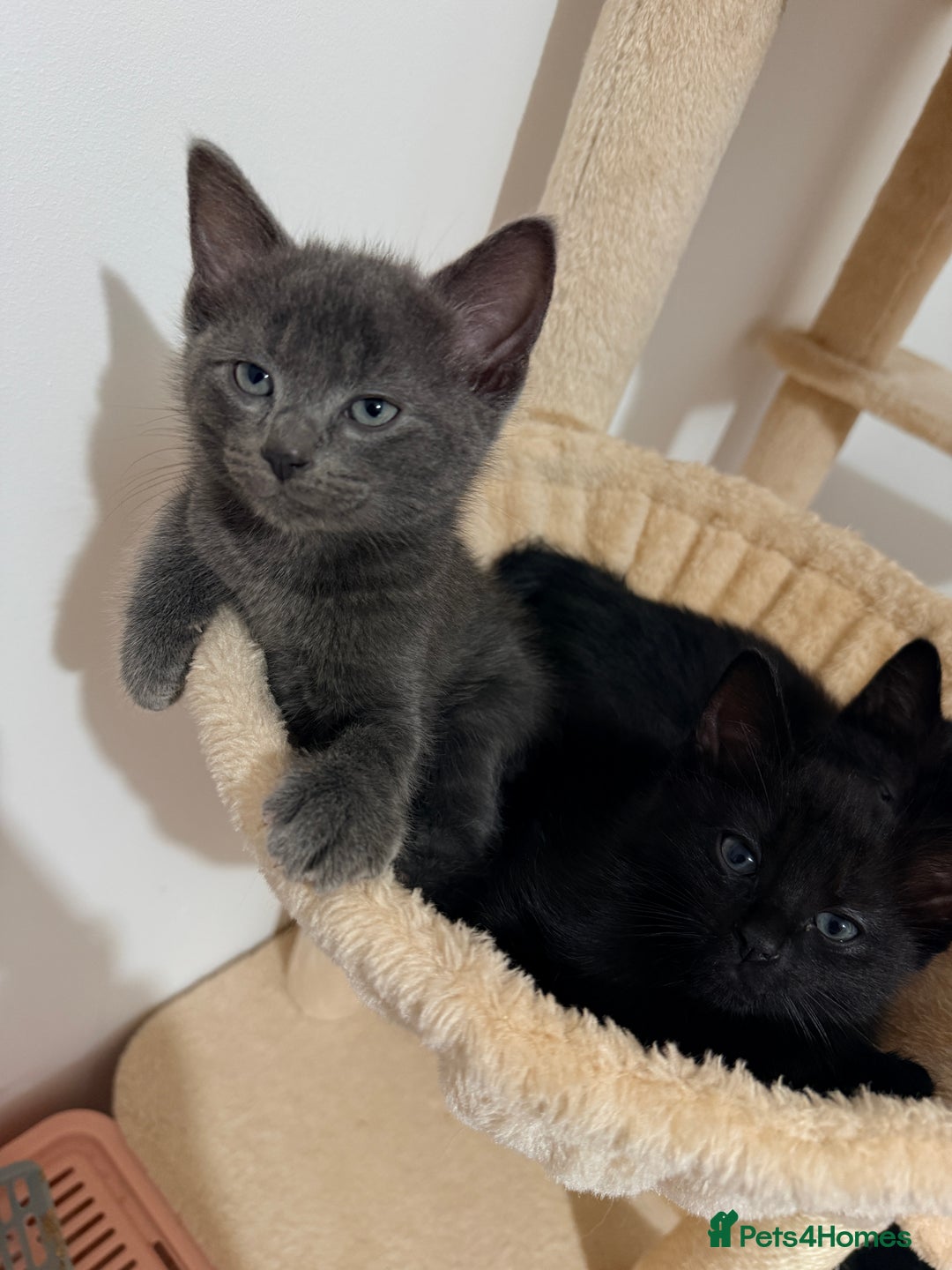 Siamese cats for sale: 🐾Half Siamese kittens for sale🐾 - Image 1