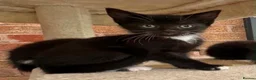 Mixed Breed cats for sale: Kittens  - Advert 6