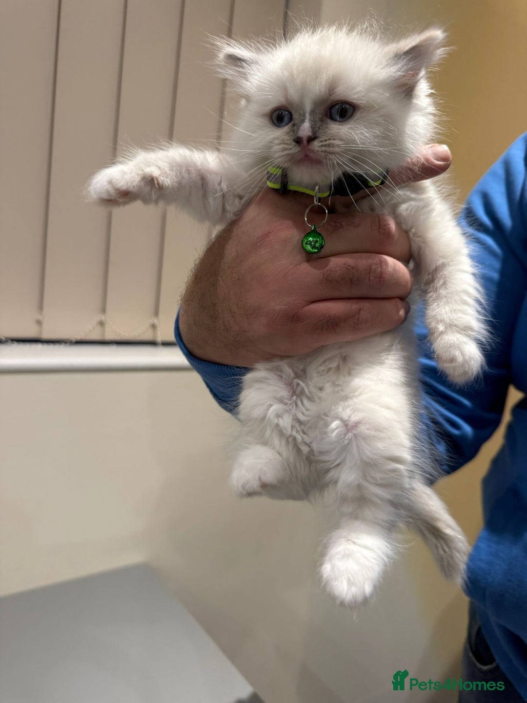 Ragdoll cats for sale: Adorable Pure Ragdoll Kittens - Advert 29