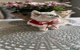 Scottish Fold cats for sale: 2 Scottish Girls  - Image 7