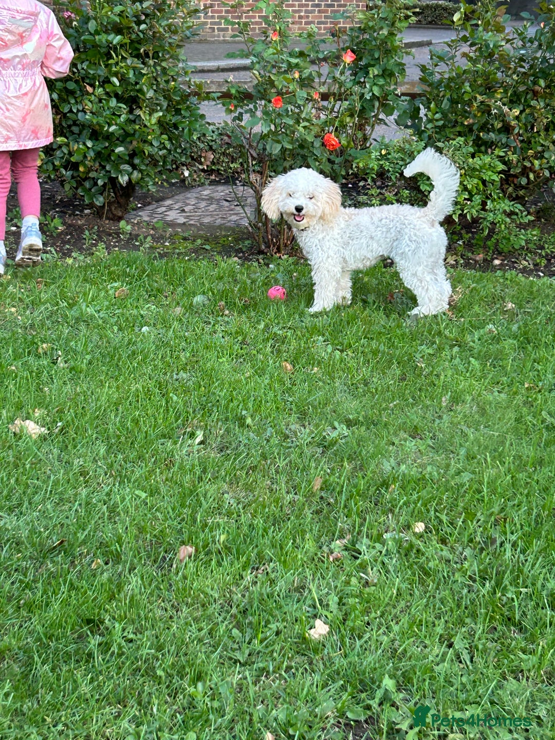 Poochon dogs for sale: Poochon puppy - Image 5