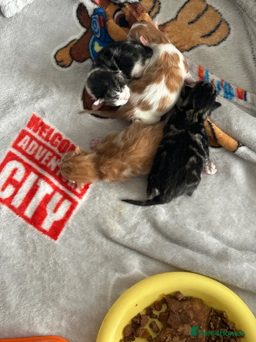 Mixed Breed cats for sale: Kitten for sale  - Advert 1
