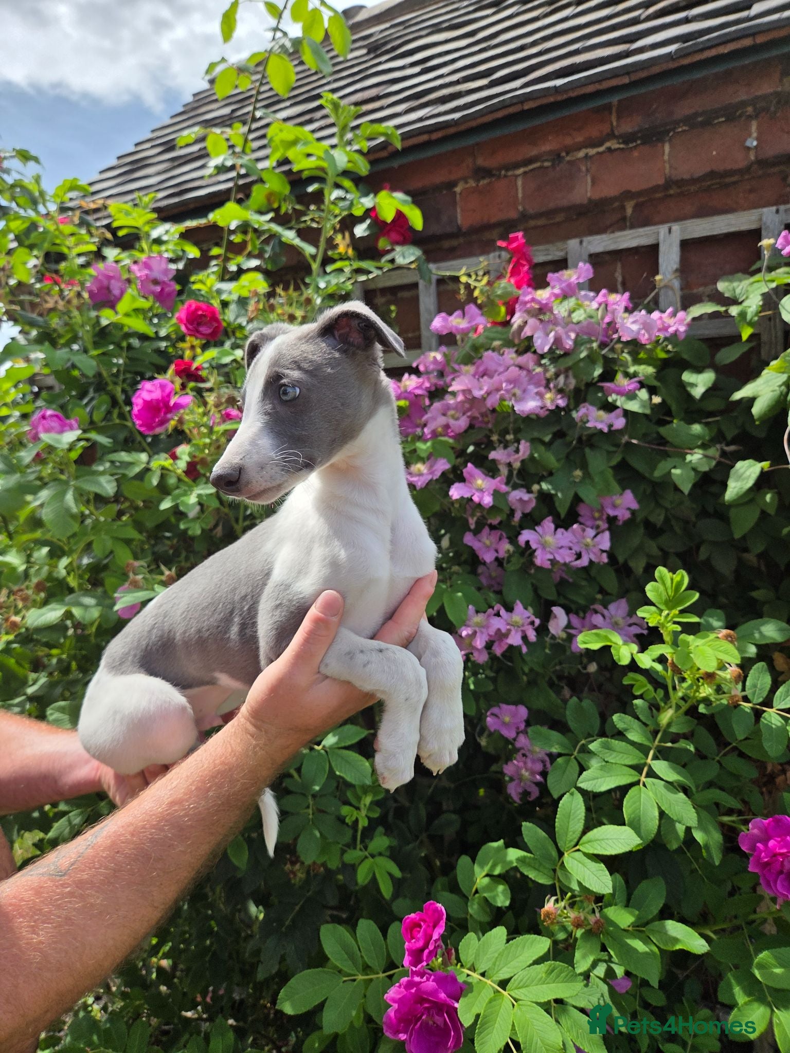Whippet dogs  KC Whippet Puppies - Advert 6