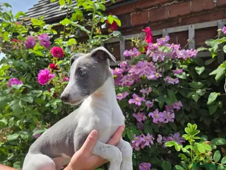 Whippet dogs KC Whippet Puppies - Advert 6