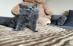Scottish Fold cats for sale: Scottish fold Longhair - Image 16