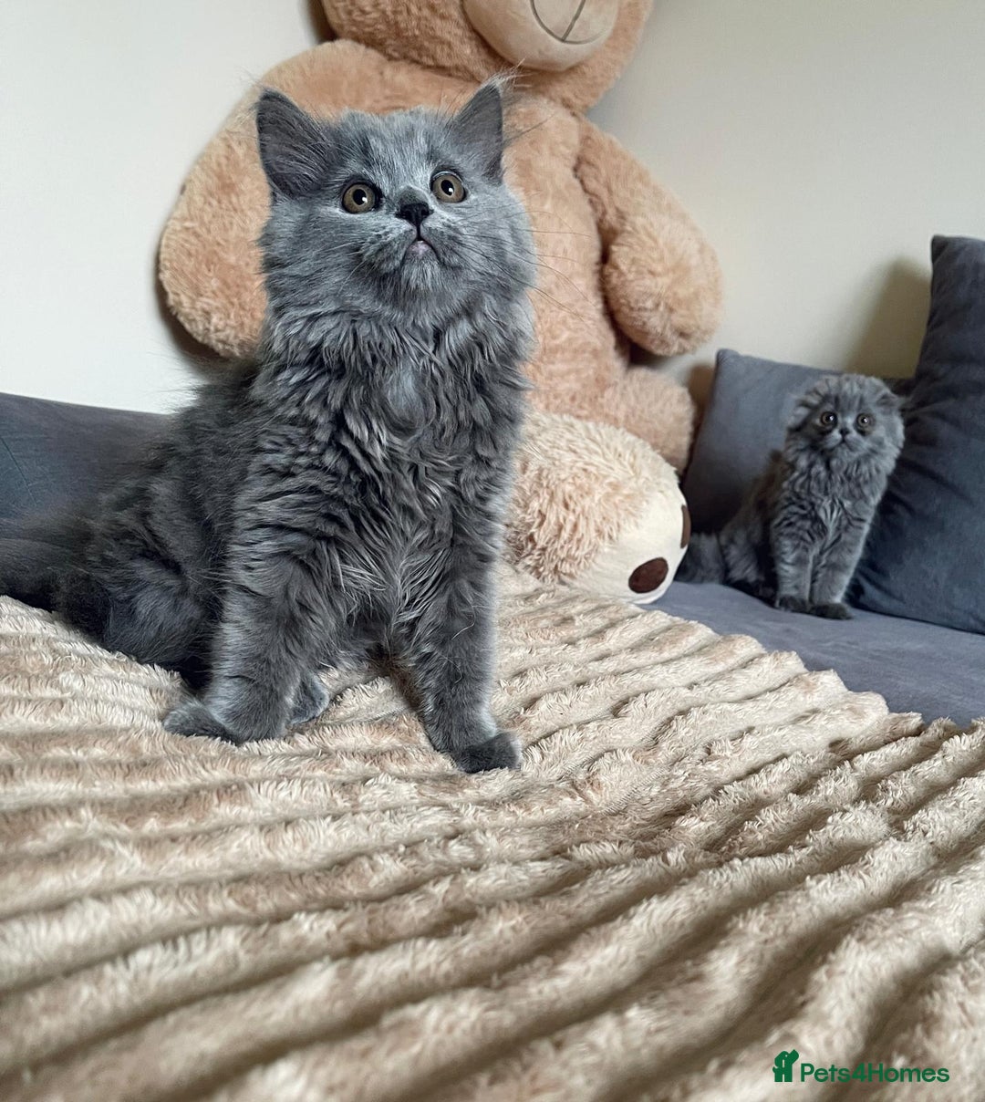 Scottish Fold cats for sale: Scottish fold Longhair - Image 16