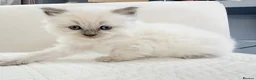 Ragdoll cats for sale: 3 Blue Point Kittens for sale - All Boys!! - Advert 22
