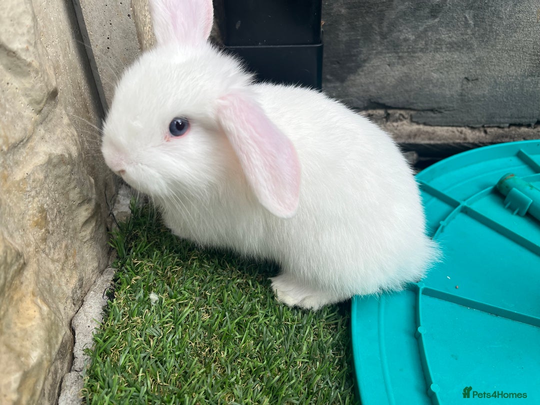 Lionhead rabbits for sale: Lionhead bunnies  - Image 17