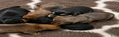 Miniature Dachshund 1