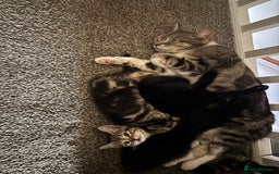 Mixed Breed cats for sale: 3 kittens - Advert 2