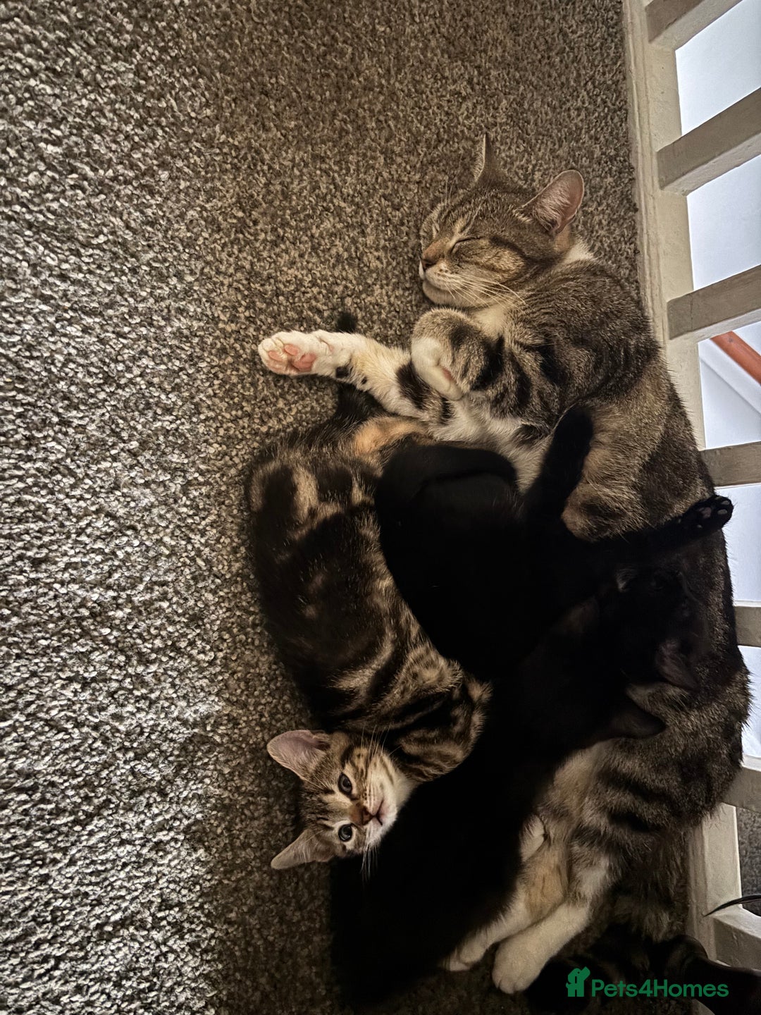 Mixed Breed cats for sale: 3 kittens - Advert 2