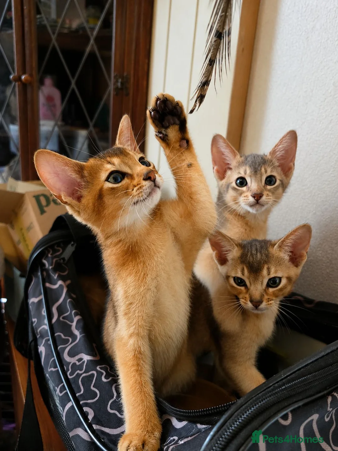 Abyssinian cats for sale: Abyssinian Kittens HCM Clear | Champion Bloodlines - Advert 1