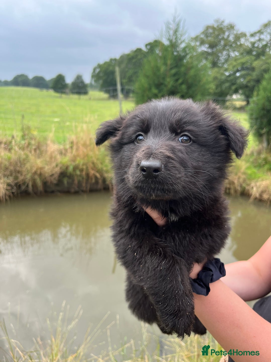 German Shepherd dogs for sale: German shepherd puppies  - Image 6