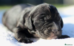 Sprocker dogs for sale: Sprocker ready to steal your heart & your slippers - Image 12