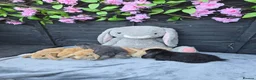 Continental Giant rabbits for sale: Giant French Lops & Mini Lops  - Advert 2