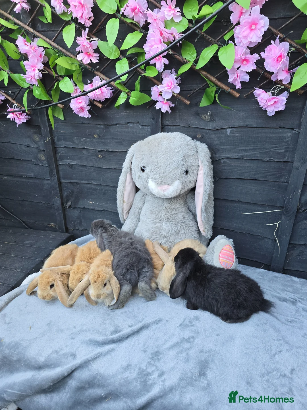 Continental Giant rabbits for sale: Giant French Lops & Mini Lops  - Advert 2