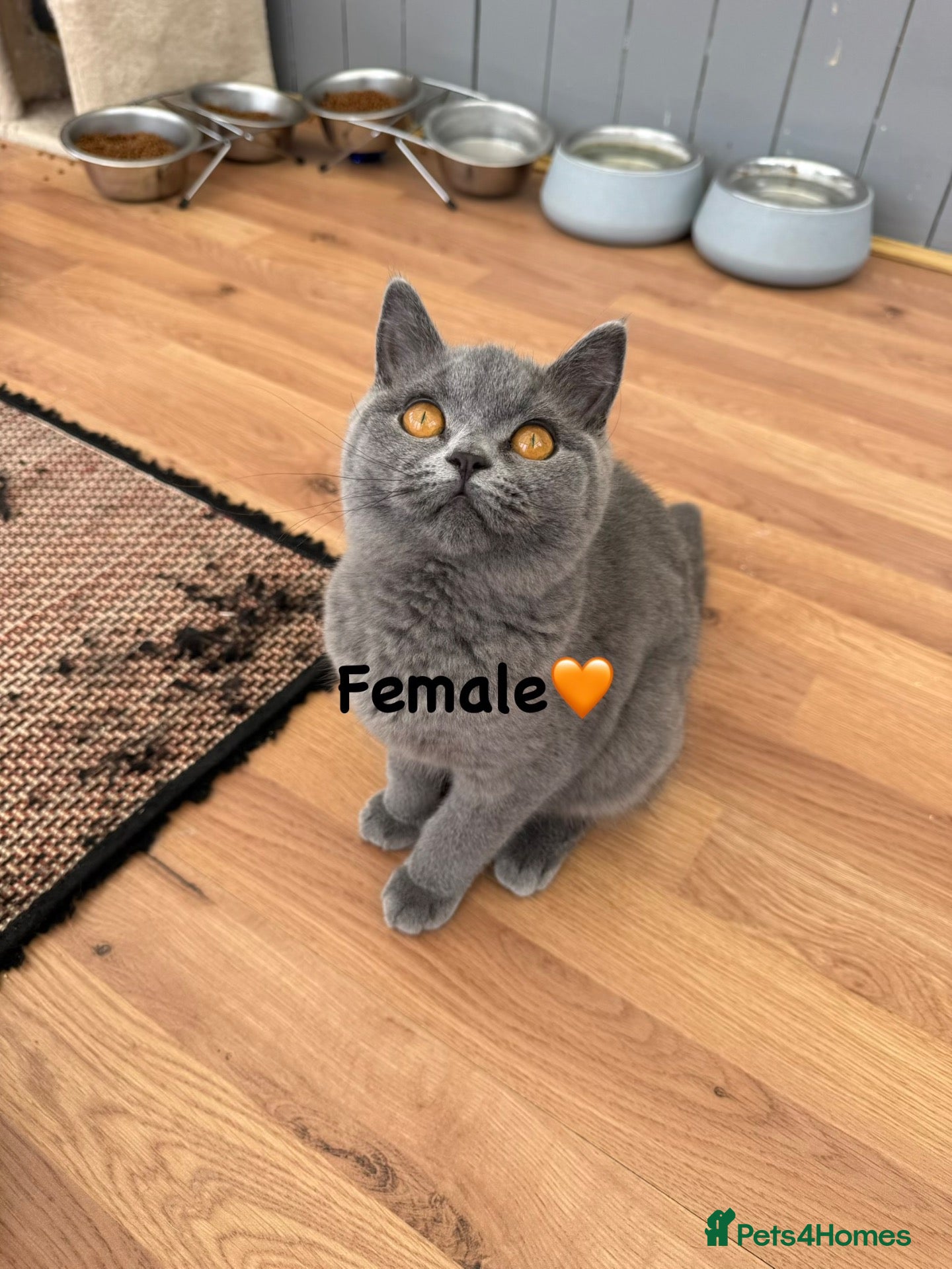 British Shorthair cats Ready to leave pedigree BSH kittens - Advert 1