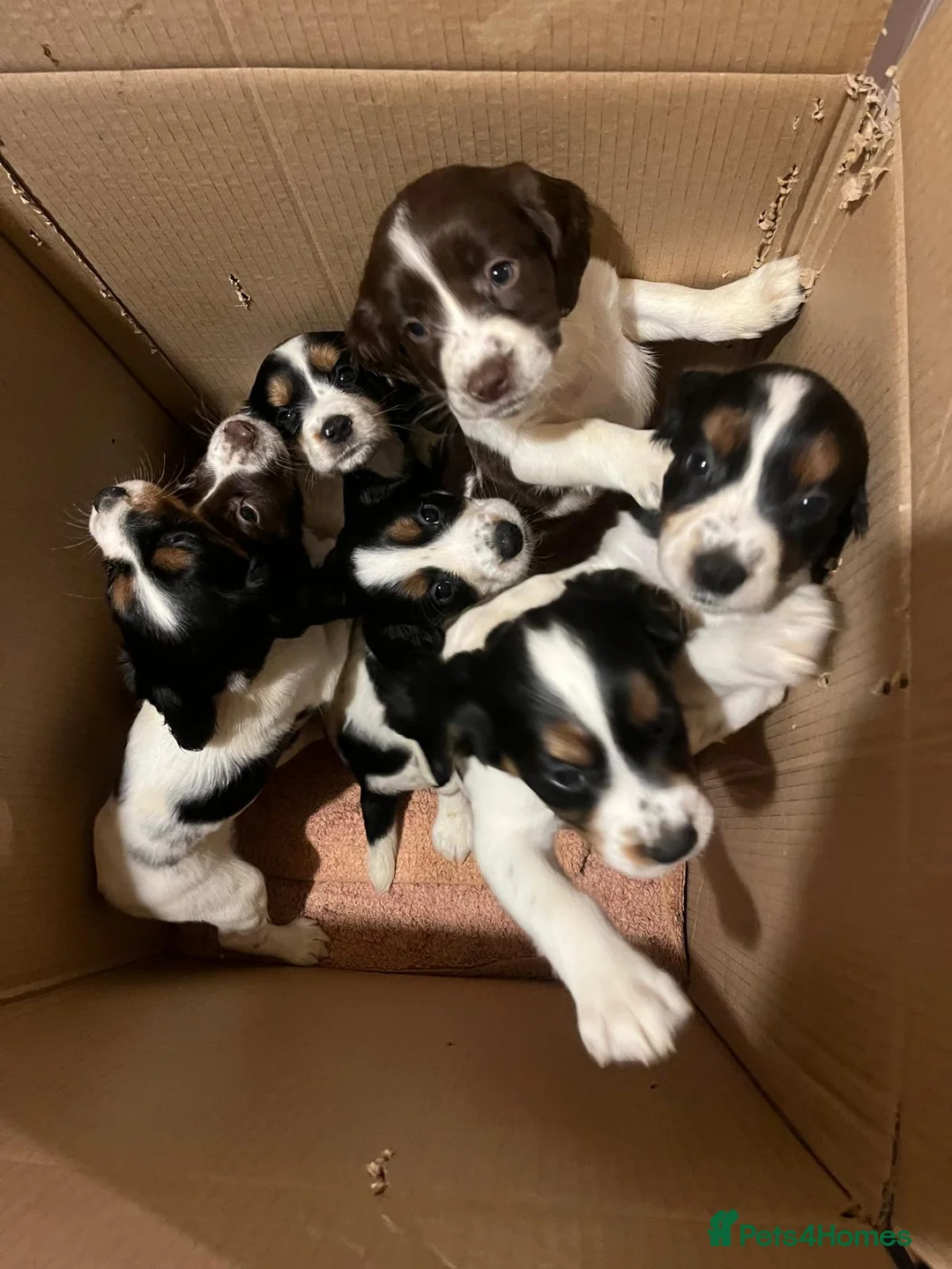English Springer Spaniel dogs for sale: Working Springer Spaniel Puppies. - Advert 3