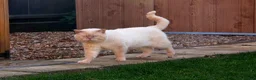 British Shorthair cats for sale: Flame colourpoint Active Stud cat Zeus - Advert 3