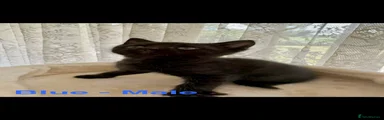 Mixed Breed 3