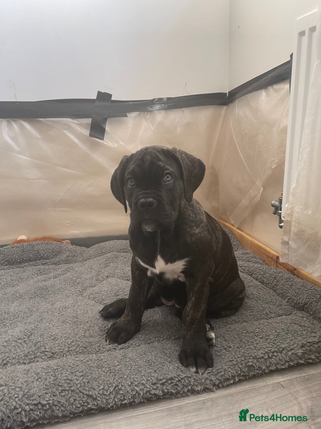 Cane Corso dogs for sale: Yuki X Aries Russian Champ Bloodline Puppies - Advert 22