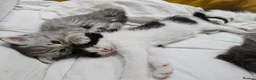 Persian cats for sale: 🐱 2 Stunning Persian Kittens – Ready Now! - Advert 19
