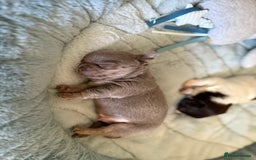 Chihuahua dogs for sale: KC reg Handsome lilac & tan boy 🍎 🐶  - Image 14
