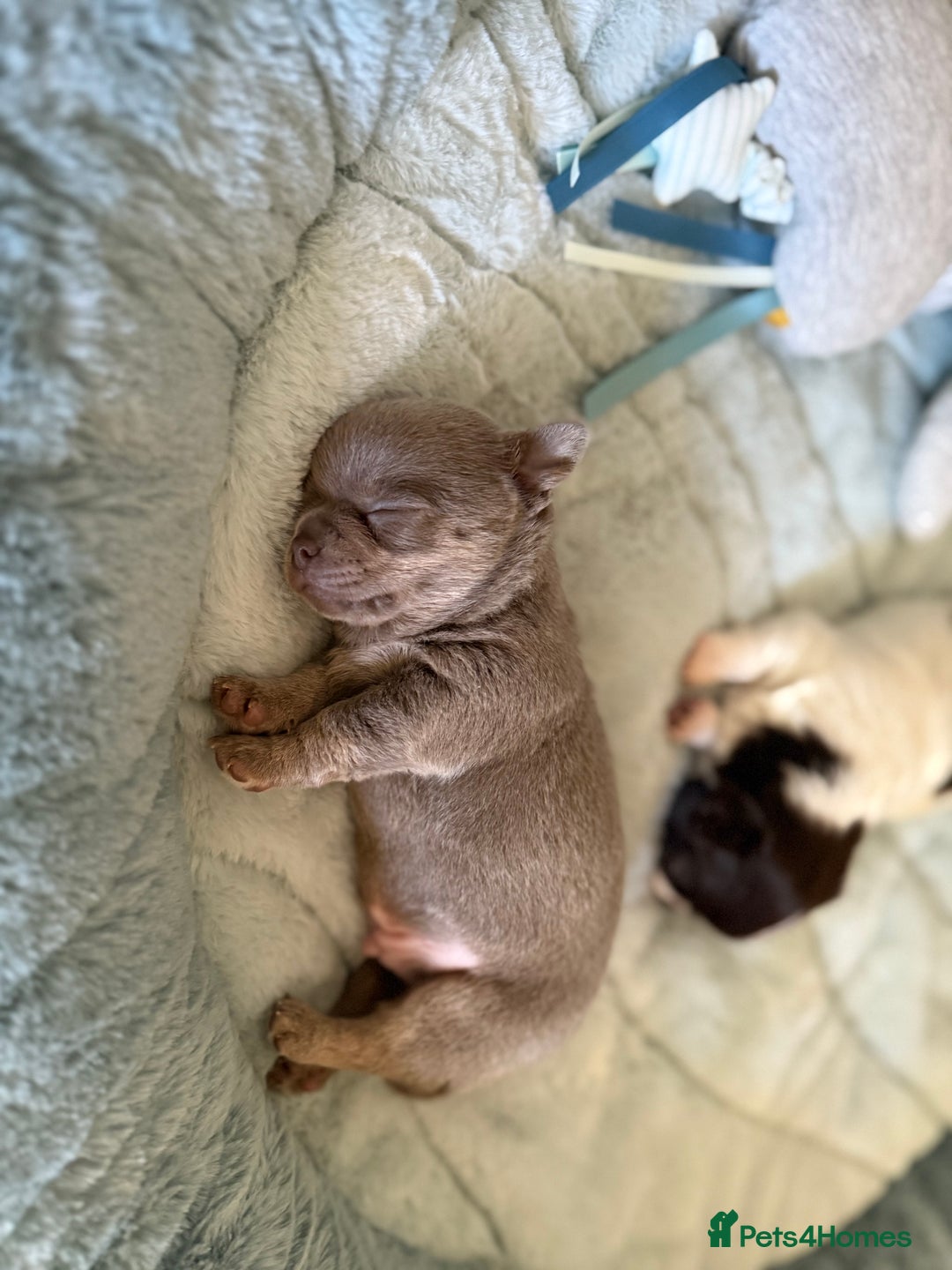 Chihuahua dogs for sale: KC reg Handsome lilac & tan boy 🍎 🐶  - Image 14
