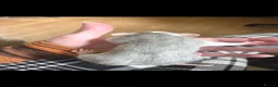 Rat rodents for sale: Dumbo Husky Rats in Sheffield - Advert 9