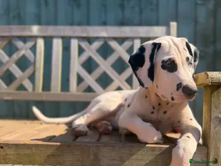 Dalmatian dogs KC Reg Dalmatian Puppies Black & Liver Ready Now - Advert 3