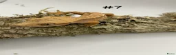 Gecko reptiles for sale: Adult + Juvenile Crested Geckos inc. Lilly Whites - Advert 14