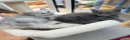 Maine Coon cats for sale: Beautiful high smoked blue & black smoked kittens  - Advert 23