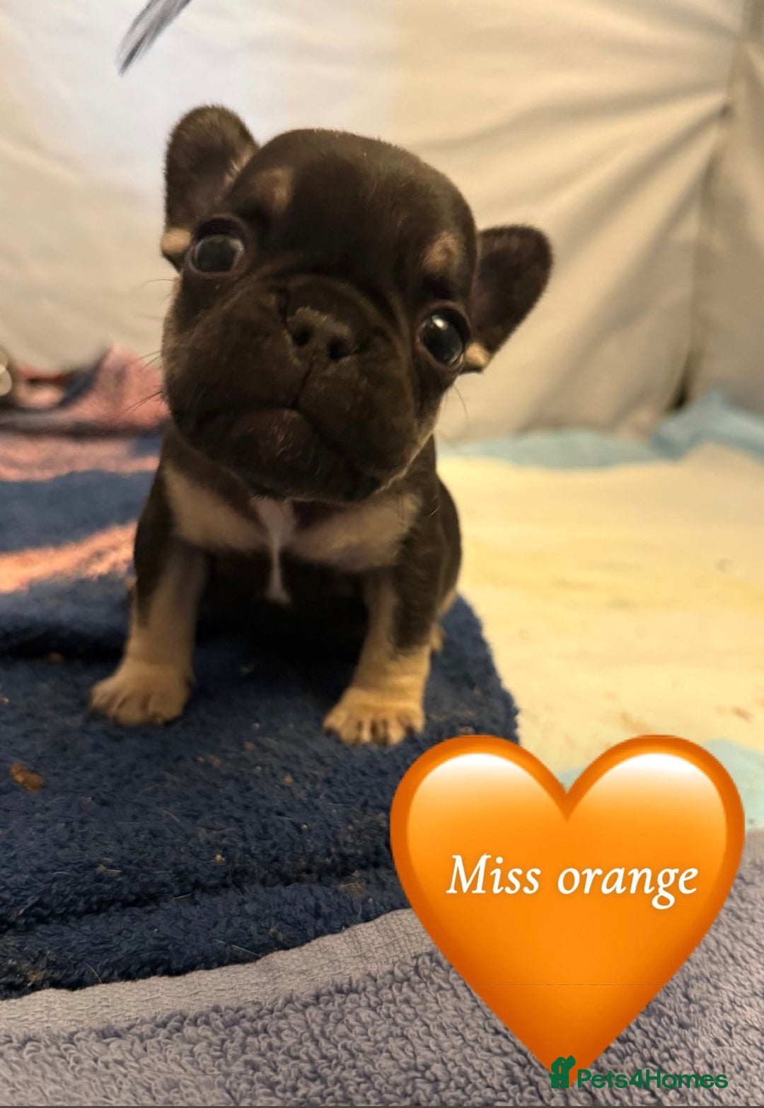 French Bulldog dogs for sale: Beautiful Pups – Looking for Their Forever Homes - Advert 24