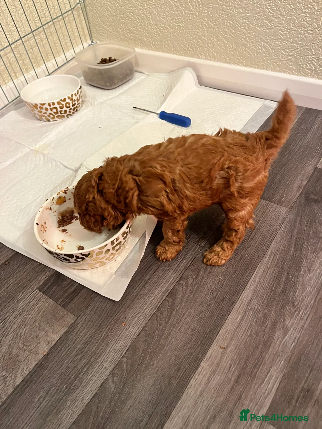 Toy Poodle dogs for sale: Red Toy Poodle  - Advert 4