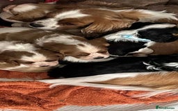 Cavalier King Charles Spaniel dogs for sale: king charles cavalier  - Image 9