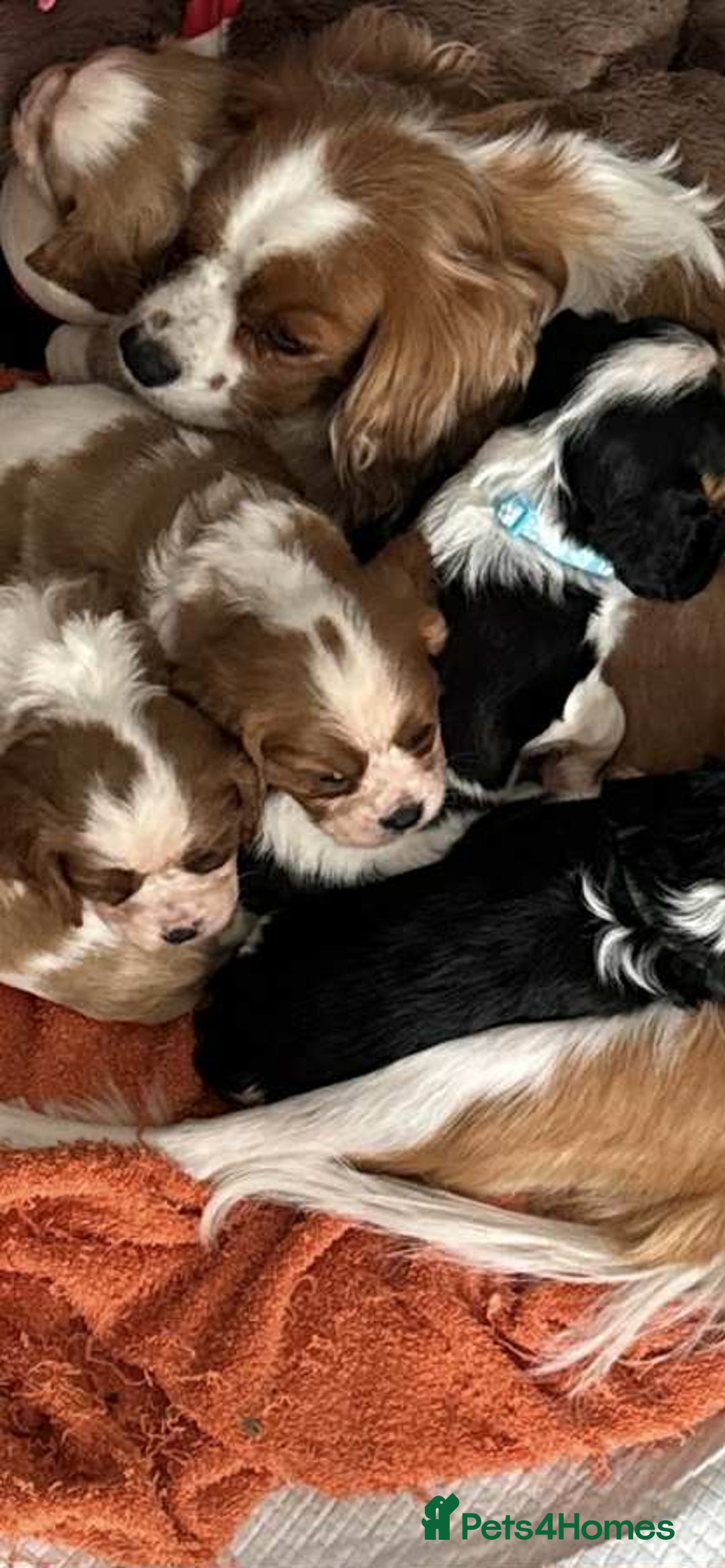 Cavalier King Charles Spaniel dogs for sale: king charles cavalier  - Image 9