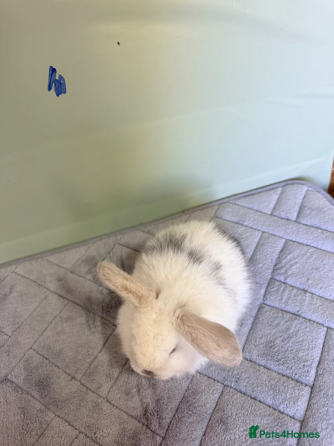 Mini Lop rabbits for sale: Magpie Mini lops bunnies  - Advert 2