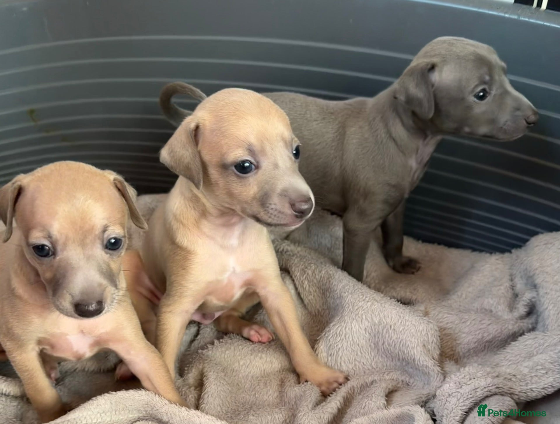 Italian Greyhound dogs Morgan’s KC registered Italian greyhounds  - Advert 11