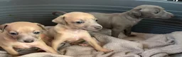 Italian Greyhound dogs for sale: Morgan’s KC registered Italian greyhounds  - Advert 1